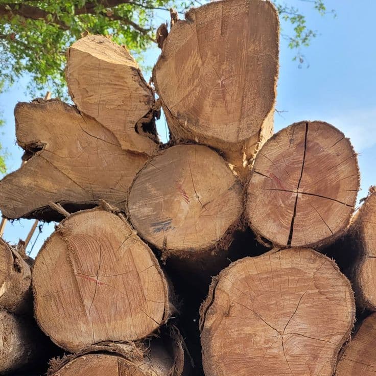 Raw Timber Gallery Image 1