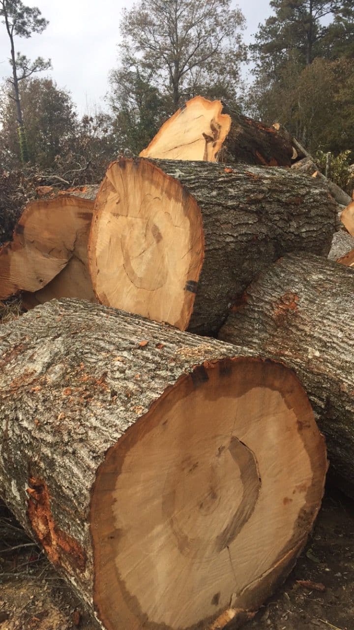 Raw Timber Gallery Image 3